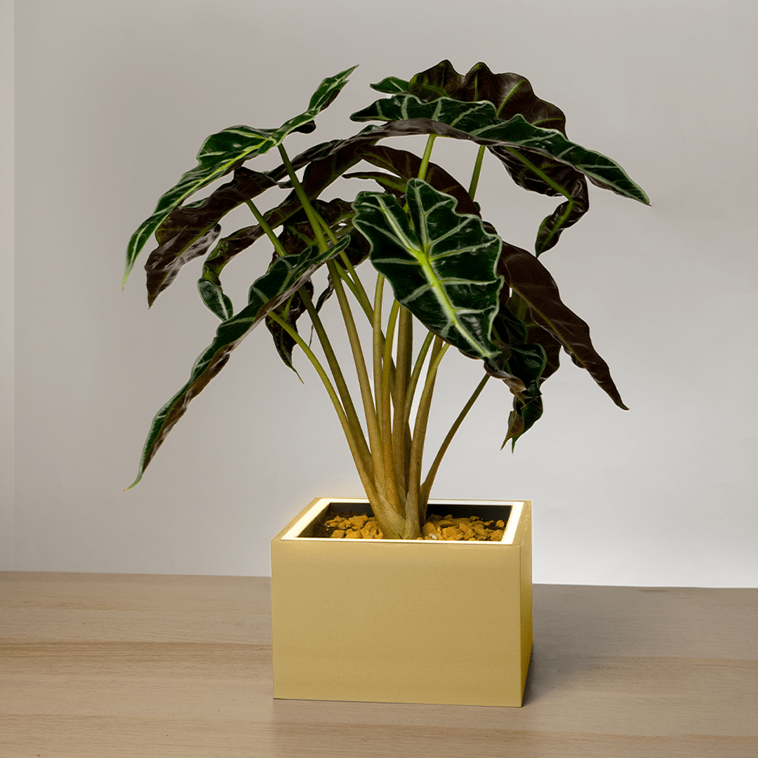 Slide 2 - VanillaSky