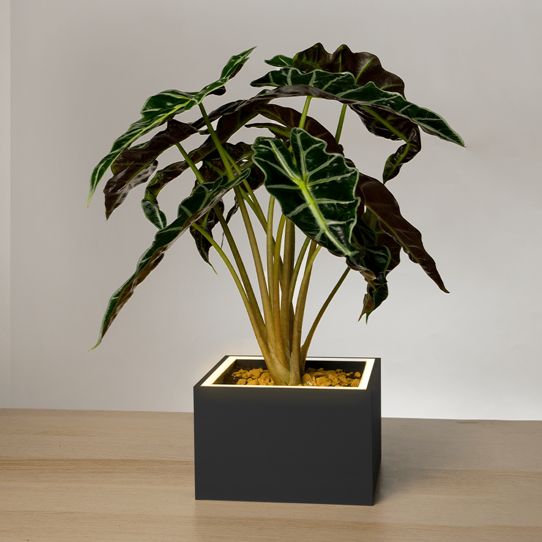 Slide 2 - CharcoalBlack