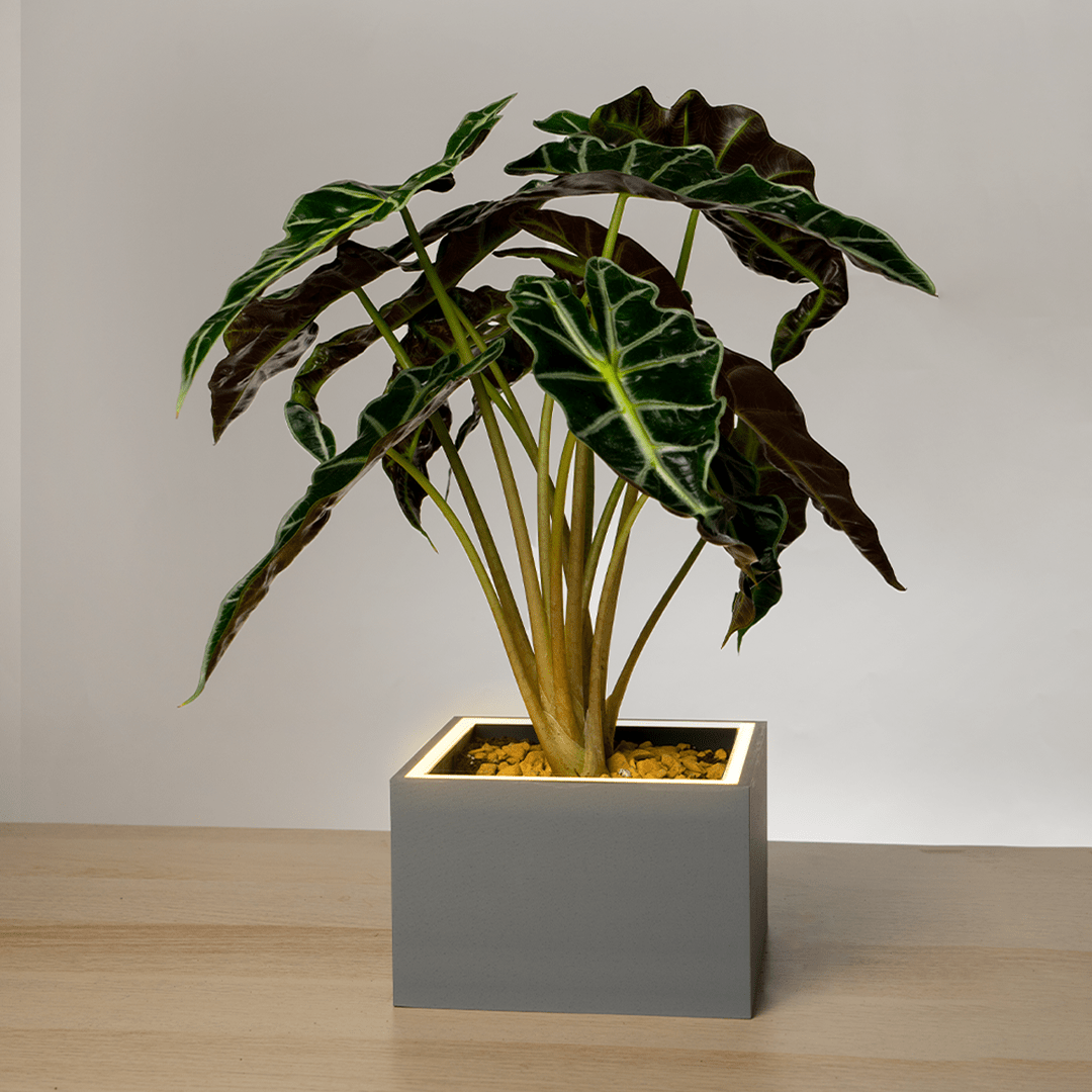 Slide 2 - ConcreteJungle