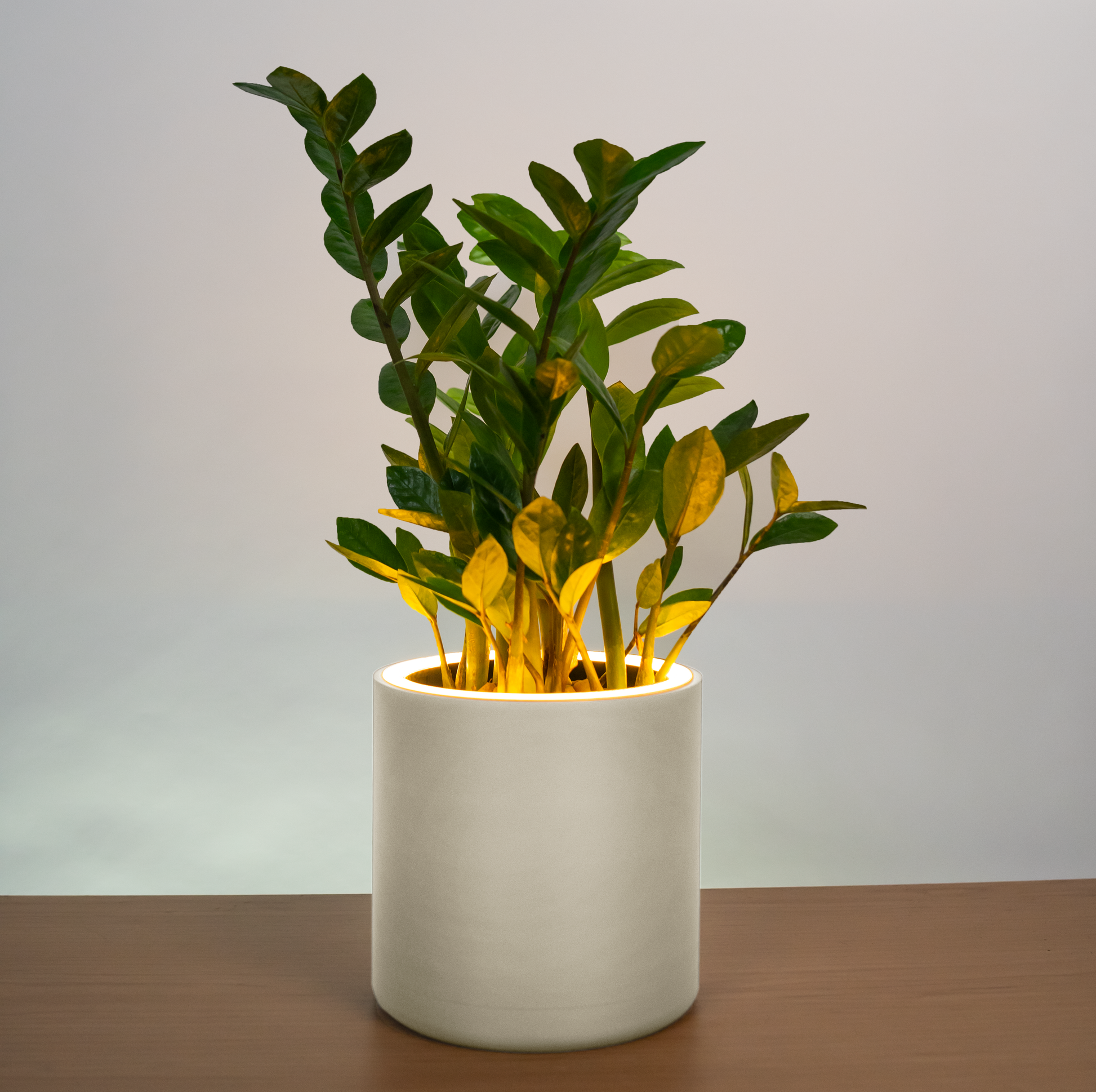 light up plant pots Blüme Light | LED Planter | Aura