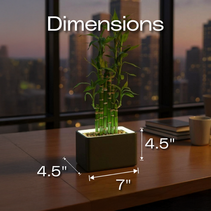 Slide 8 - ConcreteJungle