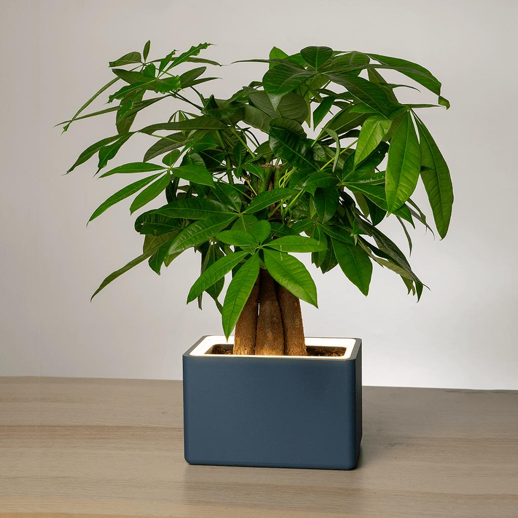 Retro Table LED Planter - Charcoal BlackPots & Planters