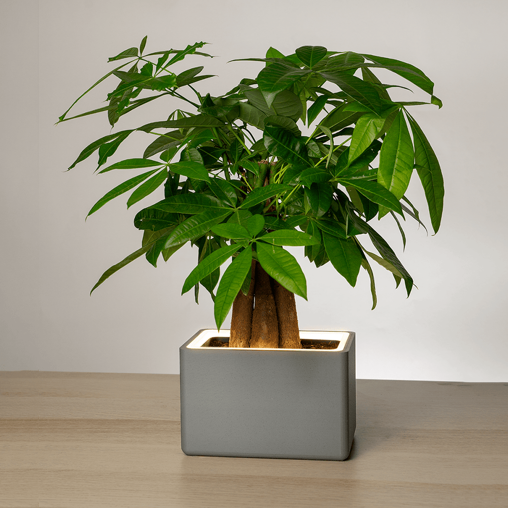 Retro Table LED Planter - Concrete JunglePots & Planters