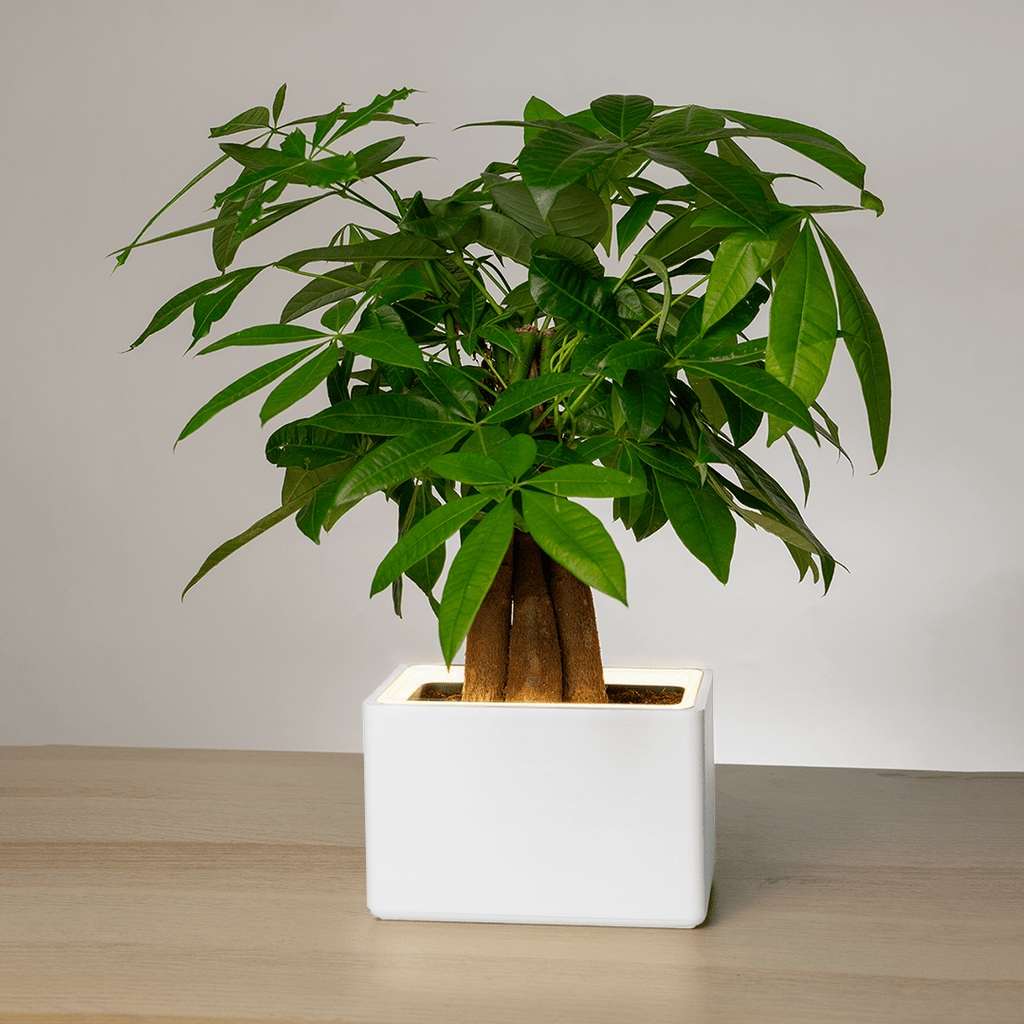 Retro Table LED Planter - Luna WhitePots & Planters