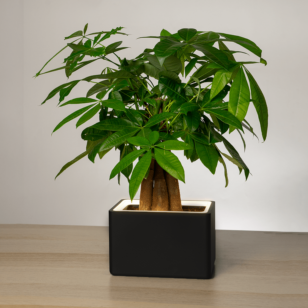 Retro Table LED Planter - Vanilla SkyPots & Planters