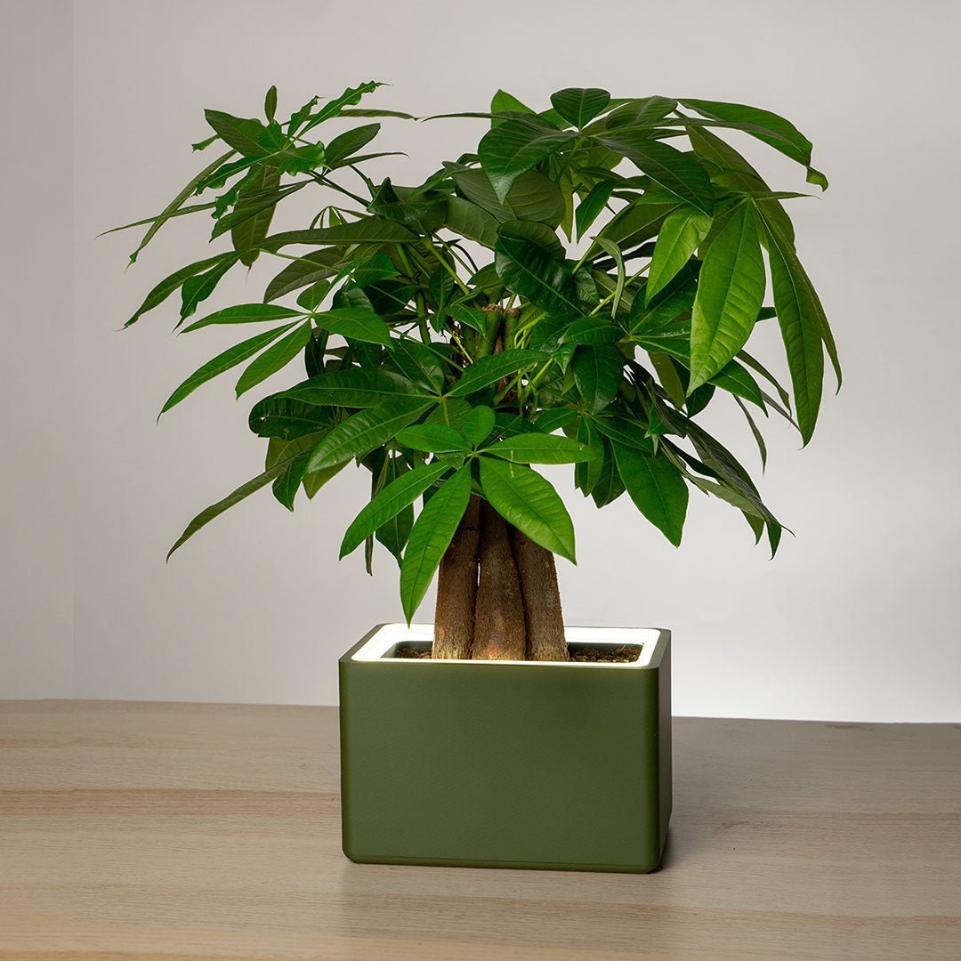 Retro Table LED Planter - Vanilla SkyPots & Planters