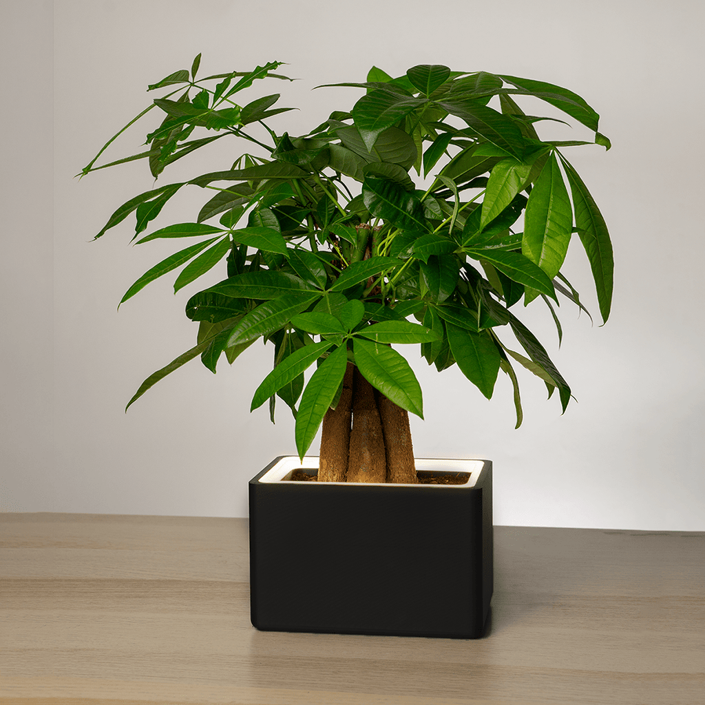 Retro Table LED Planter - Zen SagePots & Planters