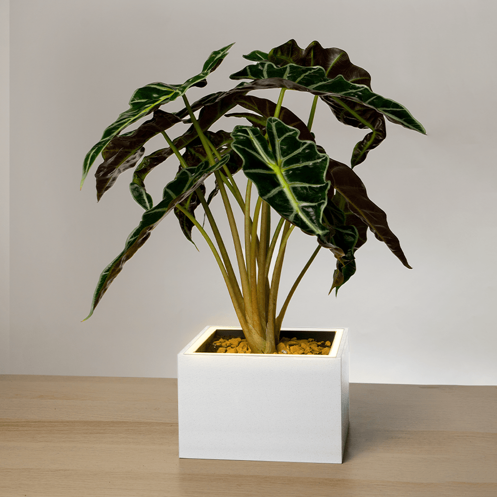 Square Table LED Planter - Luna WhitePots & Planters